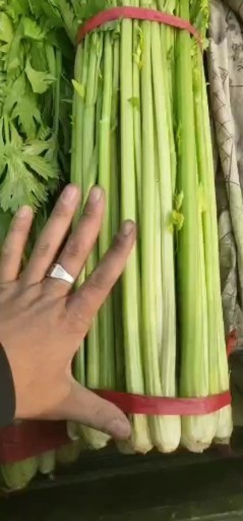 山西稷山精品实心芹菜质量保证颜色鲜亮产地直发