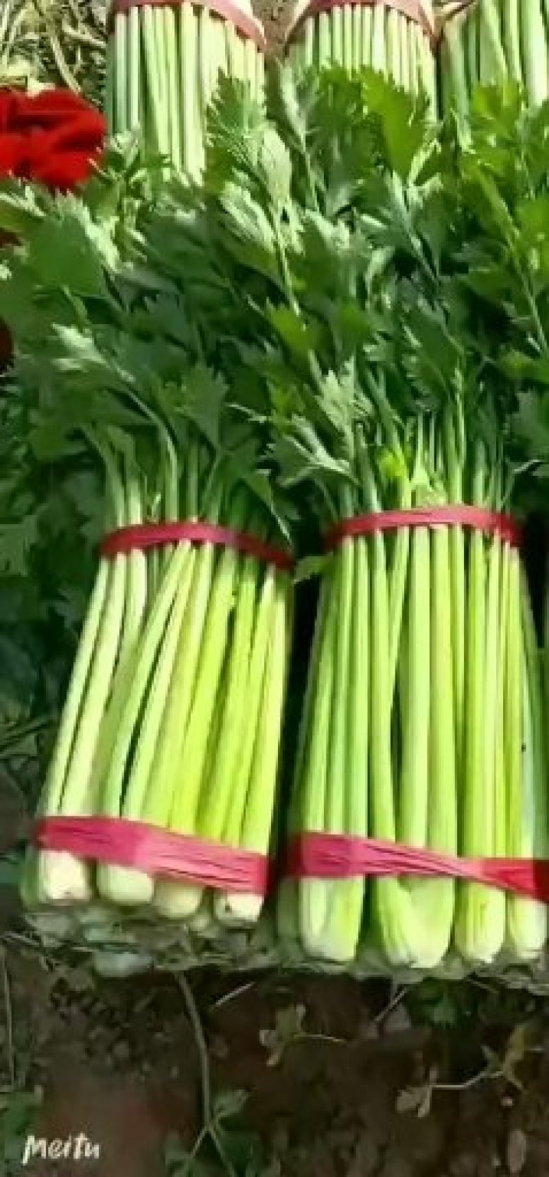 山西稷山精品实心芹菜质量保证颜色鲜亮产地直发