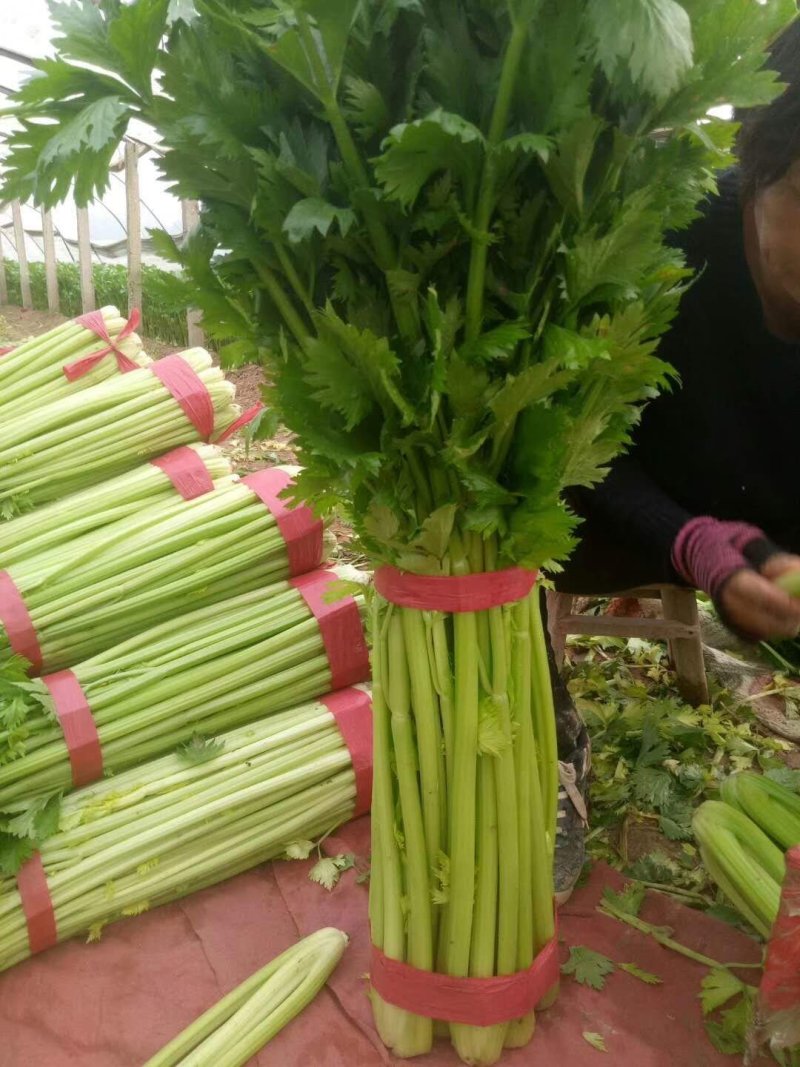 山西稷山精品实心芹菜质量保证颜色鲜亮产地直发