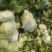 山西稷山县精品白菜质量保证产地直发信誉第一