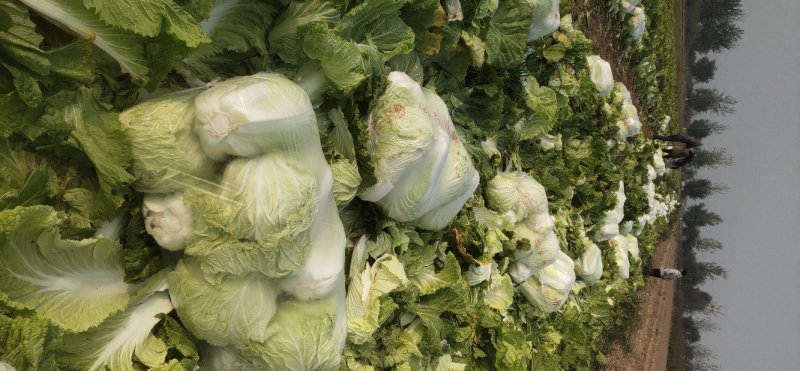 山西稷山县精品白菜质量保证产地直发信誉第一