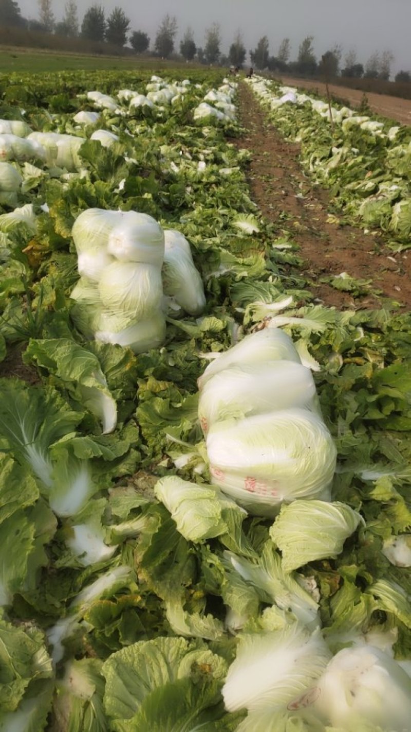 山西稷山县精品白菜质量保证产地直发信誉第一