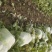 山西稷山县精品白菜质量保证产地直发信誉第一