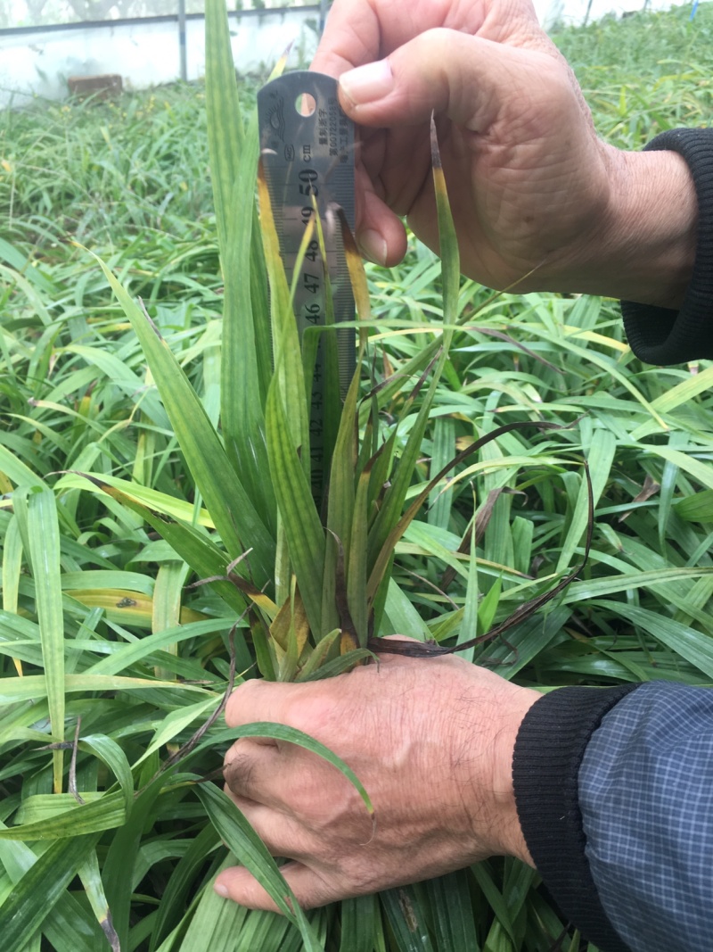 三叉白芨种苗
