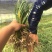 三叉白芨种苗