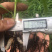 三叉白芨种苗
