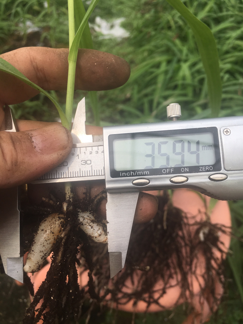 三叉白芨种苗
