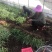 三叉白芨种苗