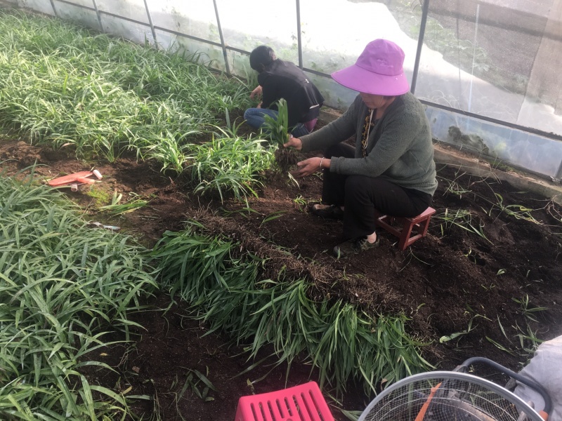 三叉白芨种苗