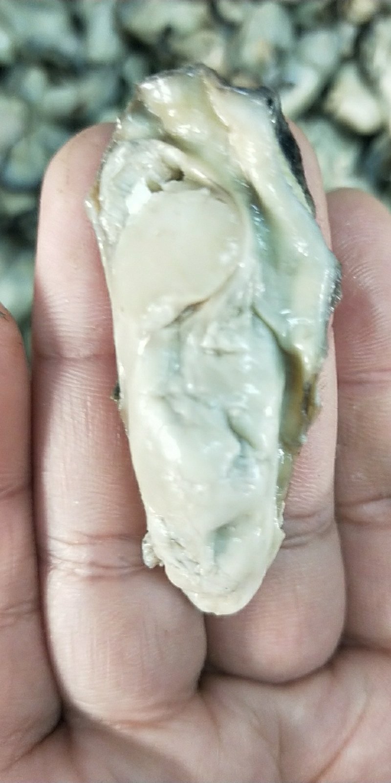 生蚝肉熟的，