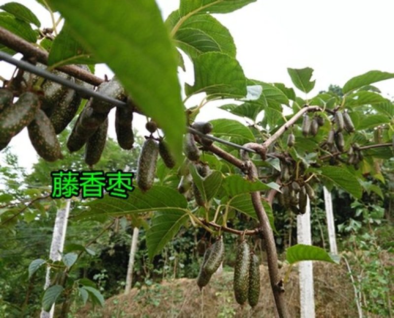 小叶猕猴桃树苗扦插苗南方软枣树苗藤香枣树苗