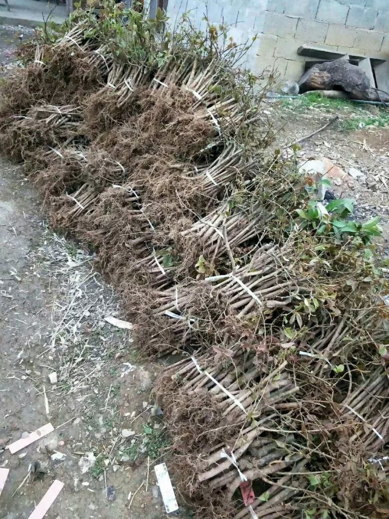 小叶猕猴桃树苗扦插苗南方软枣树苗藤香枣树苗