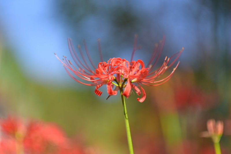 彼岸花种子彼岸花种球老鸦蒜曼珠纱刮种子石蒜种球