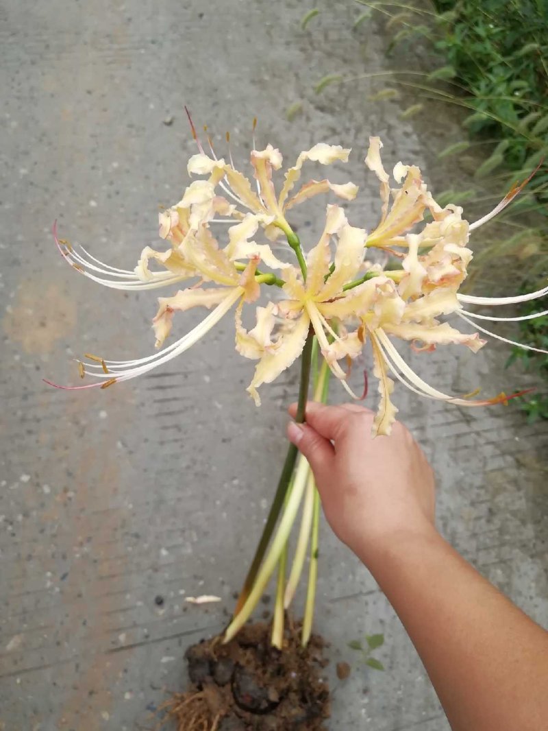 彼岸花种子彼岸花种球老鸦蒜曼珠纱刮种子石蒜种球