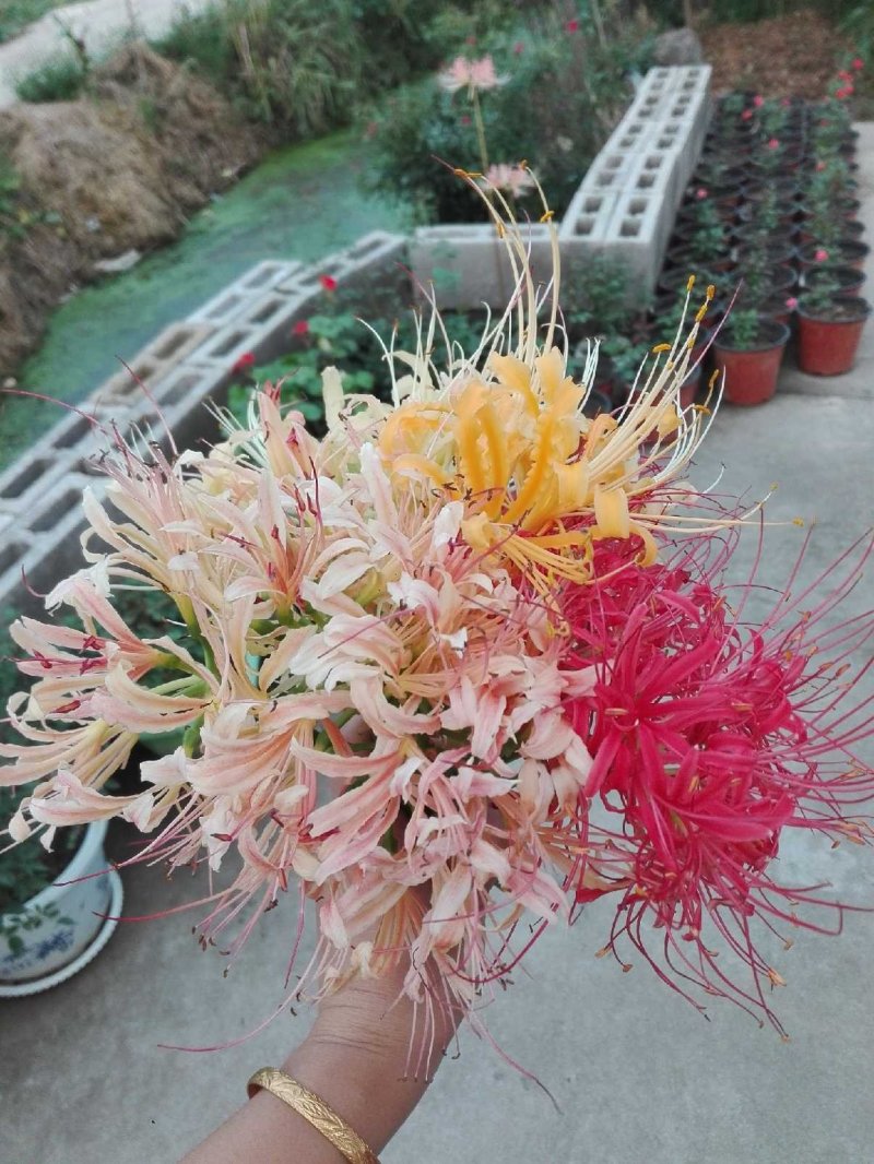 彼岸花种子彼岸花种球老鸦蒜曼珠纱刮种子石蒜种球
