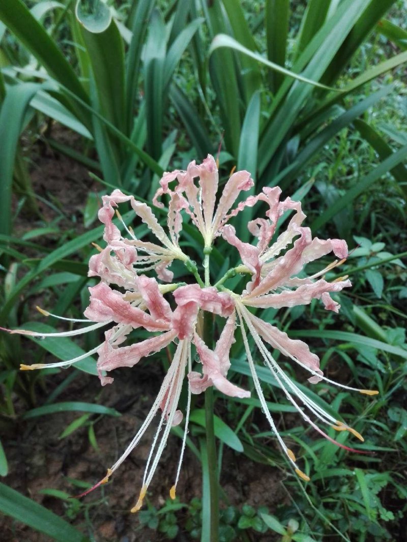 彼岸花种子彼岸花种球老鸦蒜曼珠纱刮种子石蒜种球