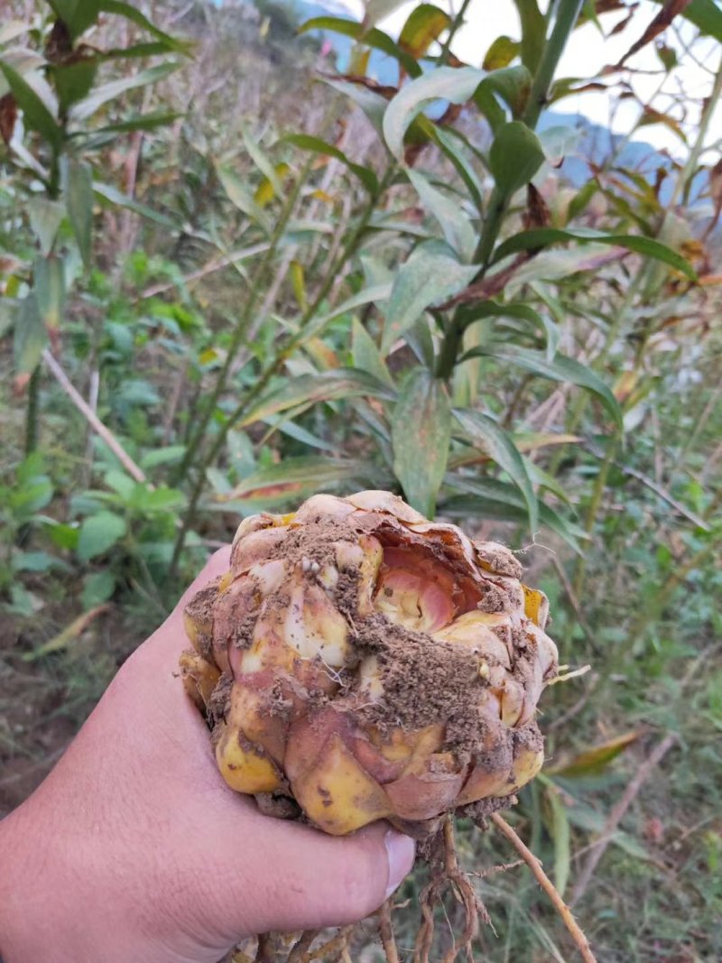 岷江百合野生百合种球四川贵州野生百合种百合500g