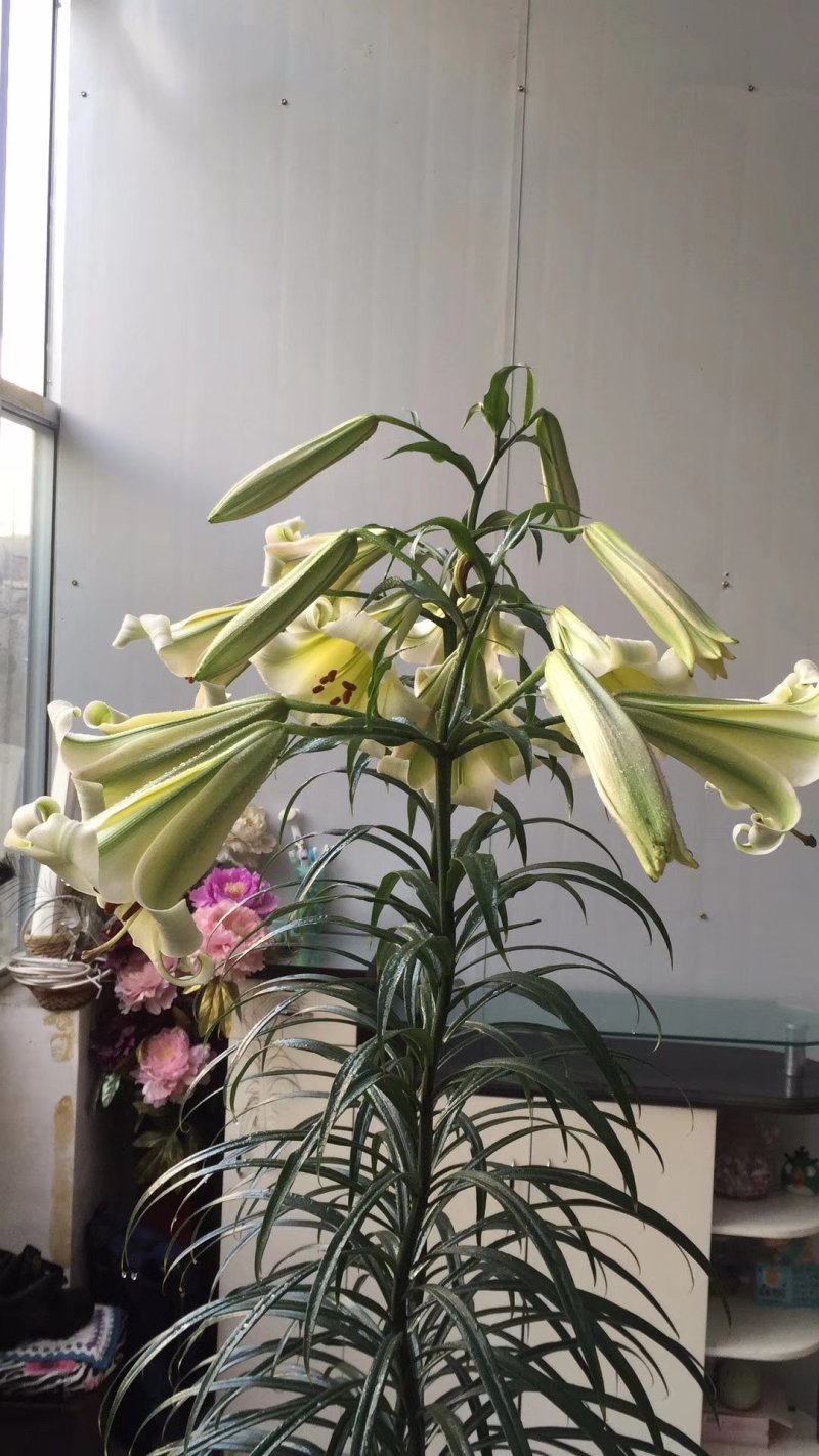 岷江百合野生百合种球四川贵州野生百合种百合500g