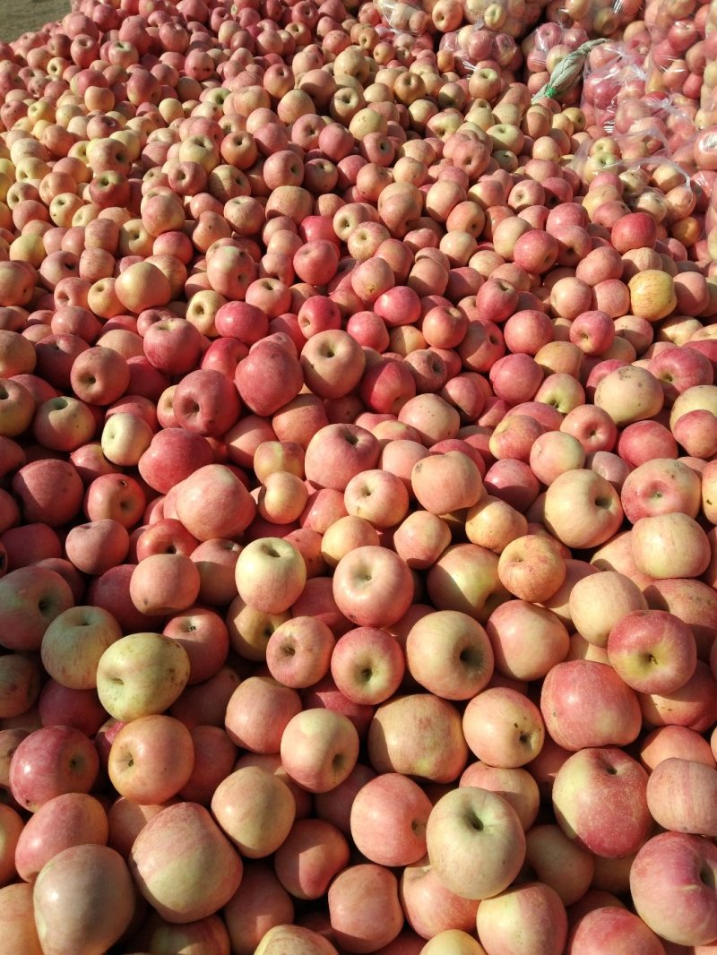 烟台栖霞优质红富士苹果大量上市清脆甘甜果大
