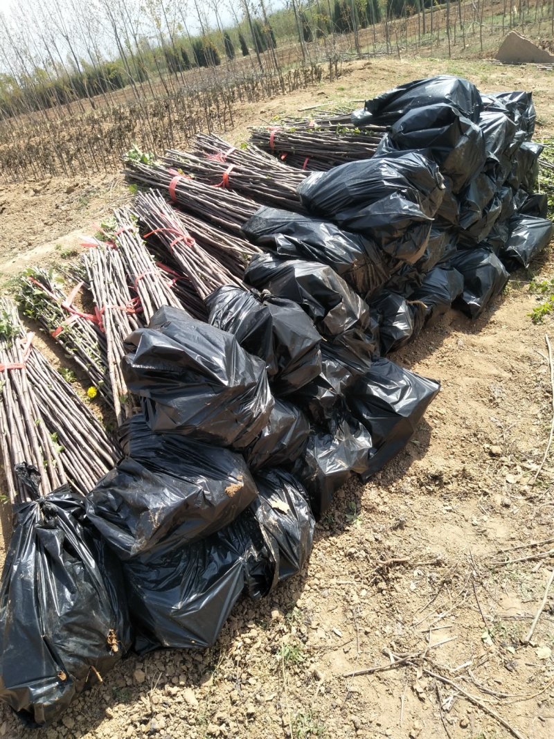烟富8号苹果树苗100cm以上