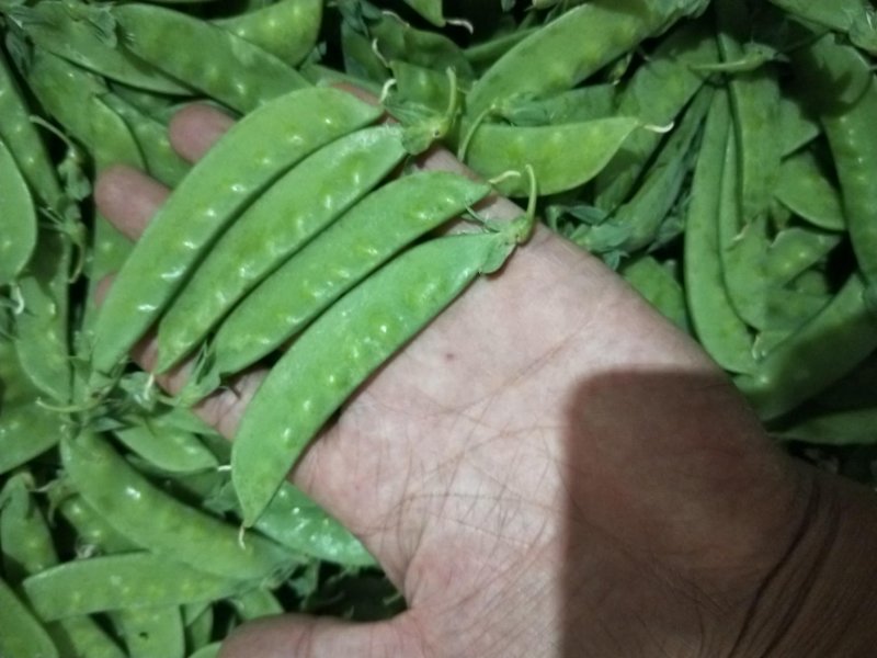 云南荷兰豆大量上市啦质量保证可以配货西蓝花茄子