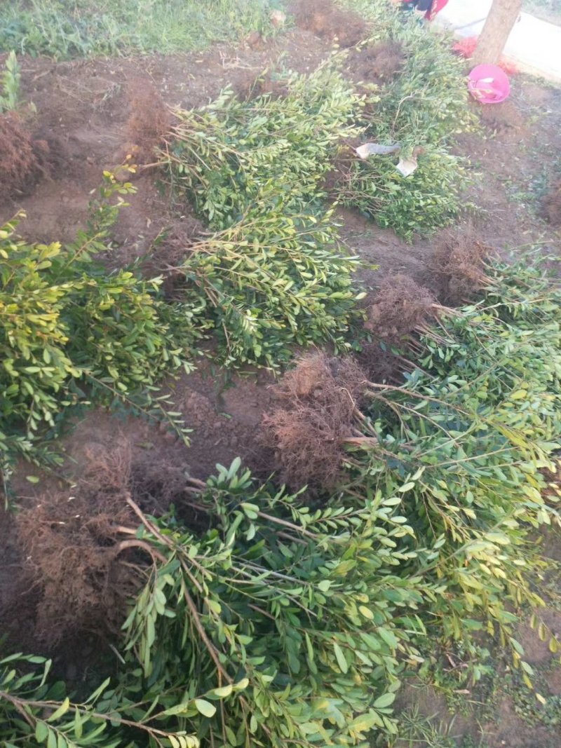 蚊母地栽苗，量大从优，欢迎考察