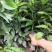 金秋砂糖橘苗、无核砂糖橘、砂糖桔、物美价廉