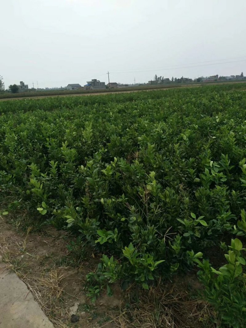 金秋砂糖橘苗、无核砂糖橘、砂糖桔、物美价廉
