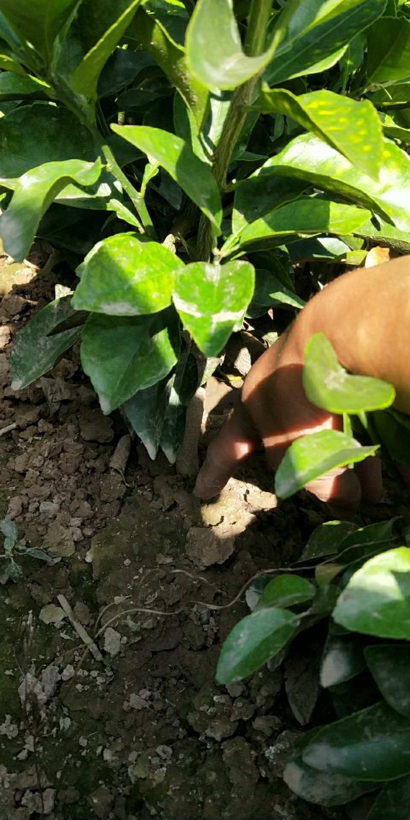 金秋砂糖橘苗、无核砂糖橘、砂糖桔、物美价廉