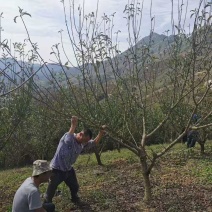 贵州六马蜂糖李树苗四月李苗