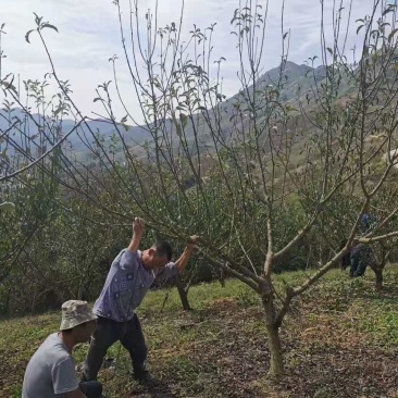 贵州六马蜂糖李树苗四月李苗