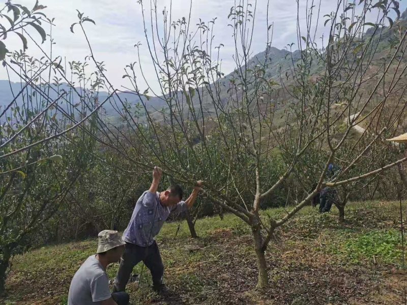 贵州六马蜂糖李树苗四月李苗