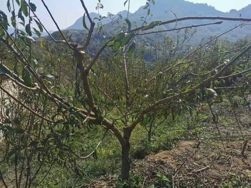 贵州六马蜂糖李树苗四月李苗