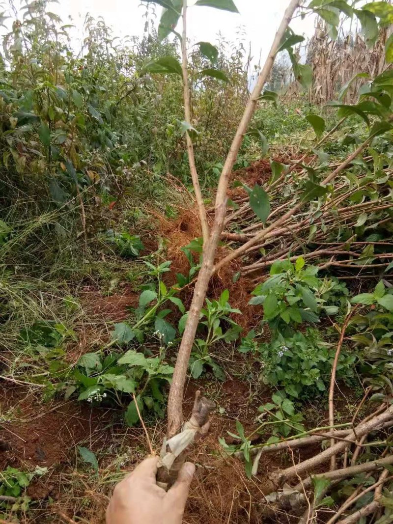 贵州六马蜂糖李树苗四月李苗