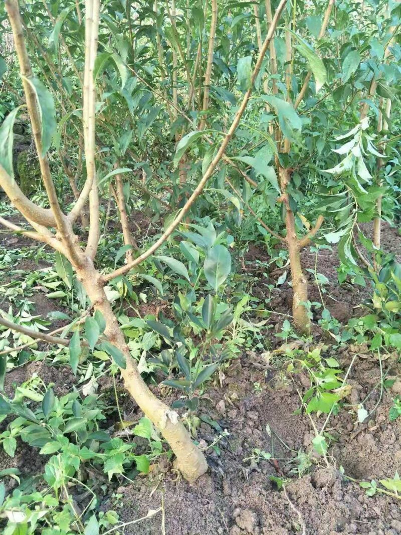 贵州六马蜂糖李树苗四月李苗