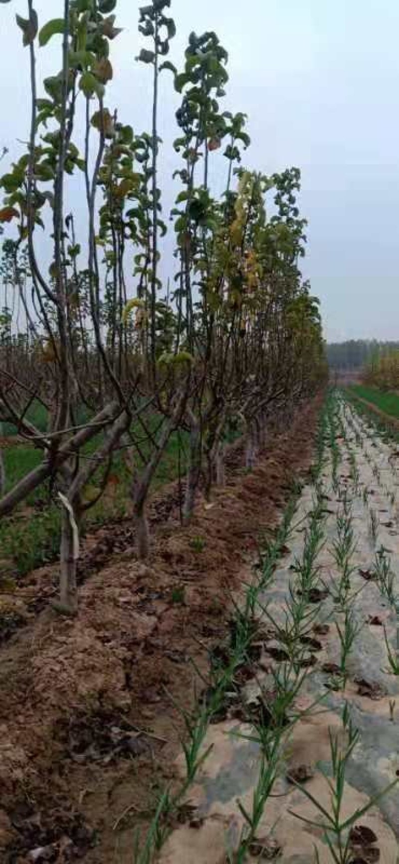 黄晶梨树