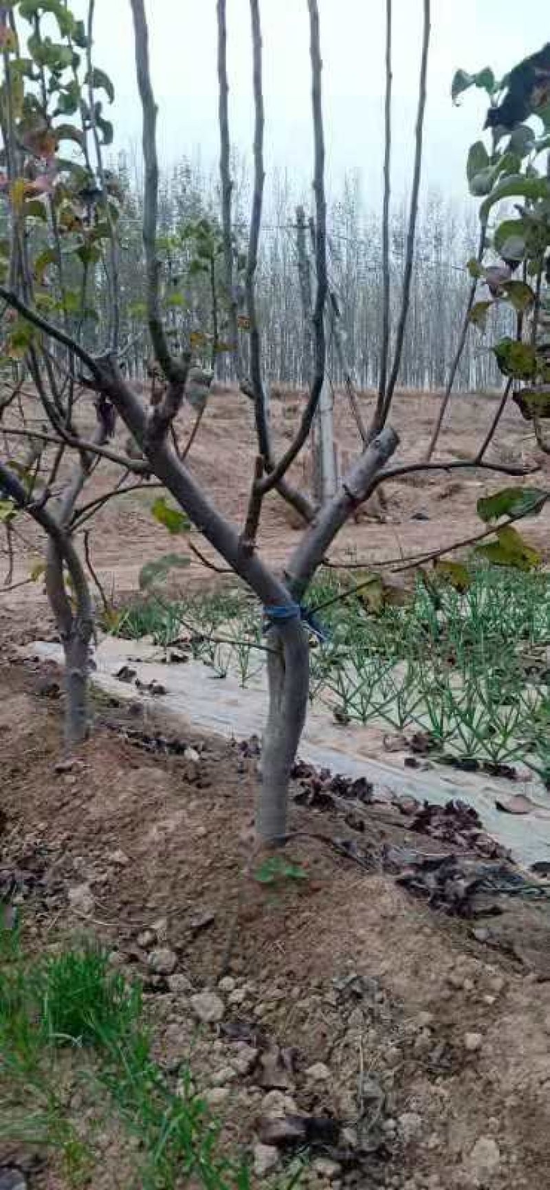 黄晶梨树