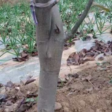 黄晶梨树