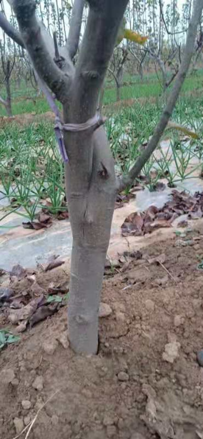 黄晶梨树