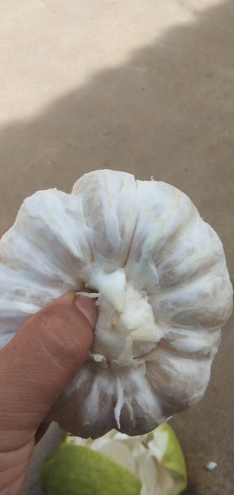 正宗阳朔兴坪老树柚