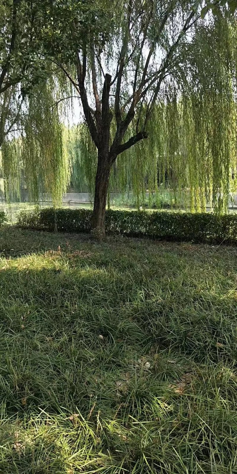 垂柳树，质量求生存，欢迎老板实地考察，量大价格更优惠。