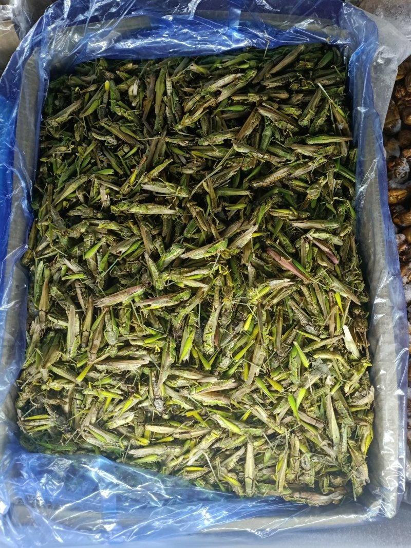 稻蝗，一手质源，质优价廉。