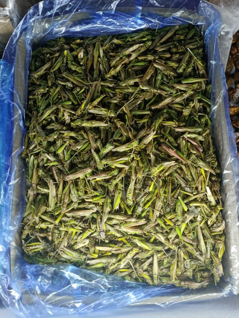 稻蝗，一手质源，质优价廉。