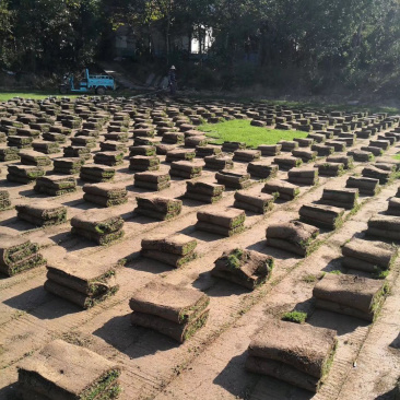 绿化工程果岭草草坪草皮基地直销