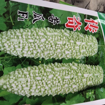 传奇苦瓜早熟一代杂交。瓜形美。产量高，