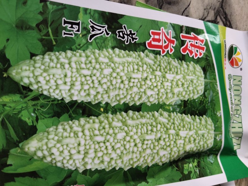 传奇苦瓜早熟一代杂交。瓜形美。产量高，
