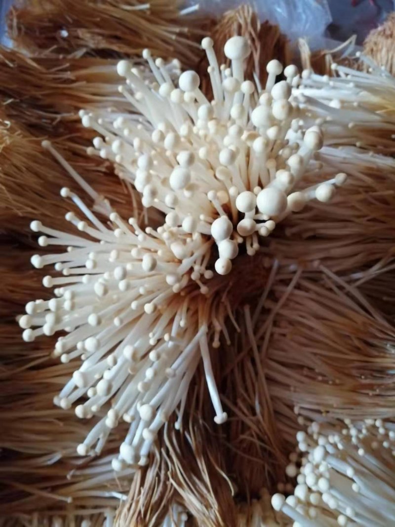 黄金针菇大量上市中，质量更好，精品黄金针菇多种包装！