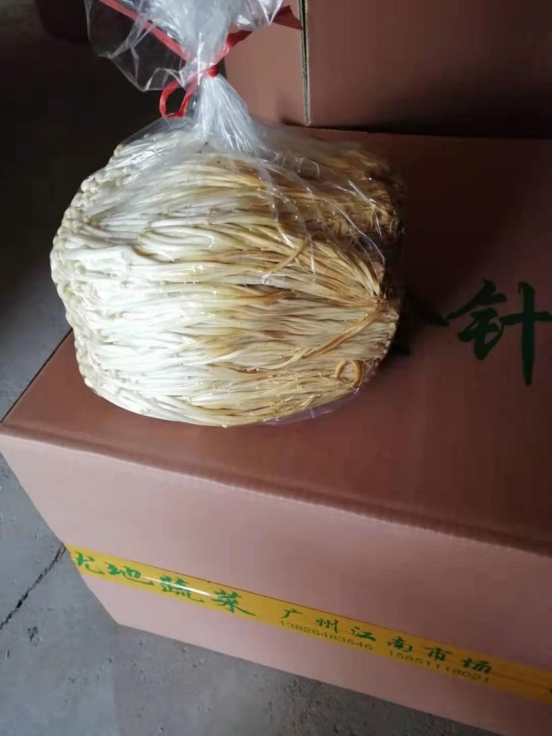 黄金针菇大量上市中，质量更好，精品黄金针菇多种包装！