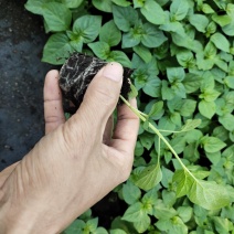 彩椒苗杯苗五彩椒苗七彩椒苗产量高大田种植