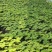 彩椒苗杯苗五彩椒苗七彩椒苗产量高大田种植